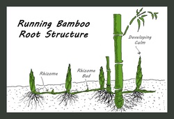 Plant Structure - Bamboo: A Unique and Versatile Plant